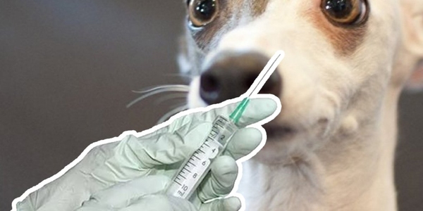 Собак петербуржцев продолжат вакцинировать бесплатно