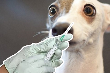 Собак петербуржцев продолжат вакцинировать бесплатно