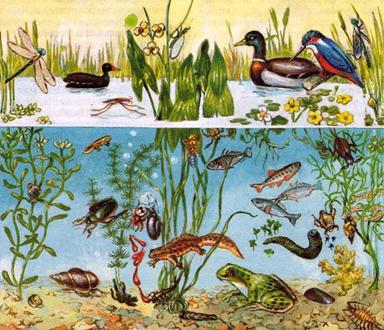  рисунок пруда и попытайтесь дать характеристику его экосистемы через видовой состав живых организмов и их связанность пищевыми цепочками. 